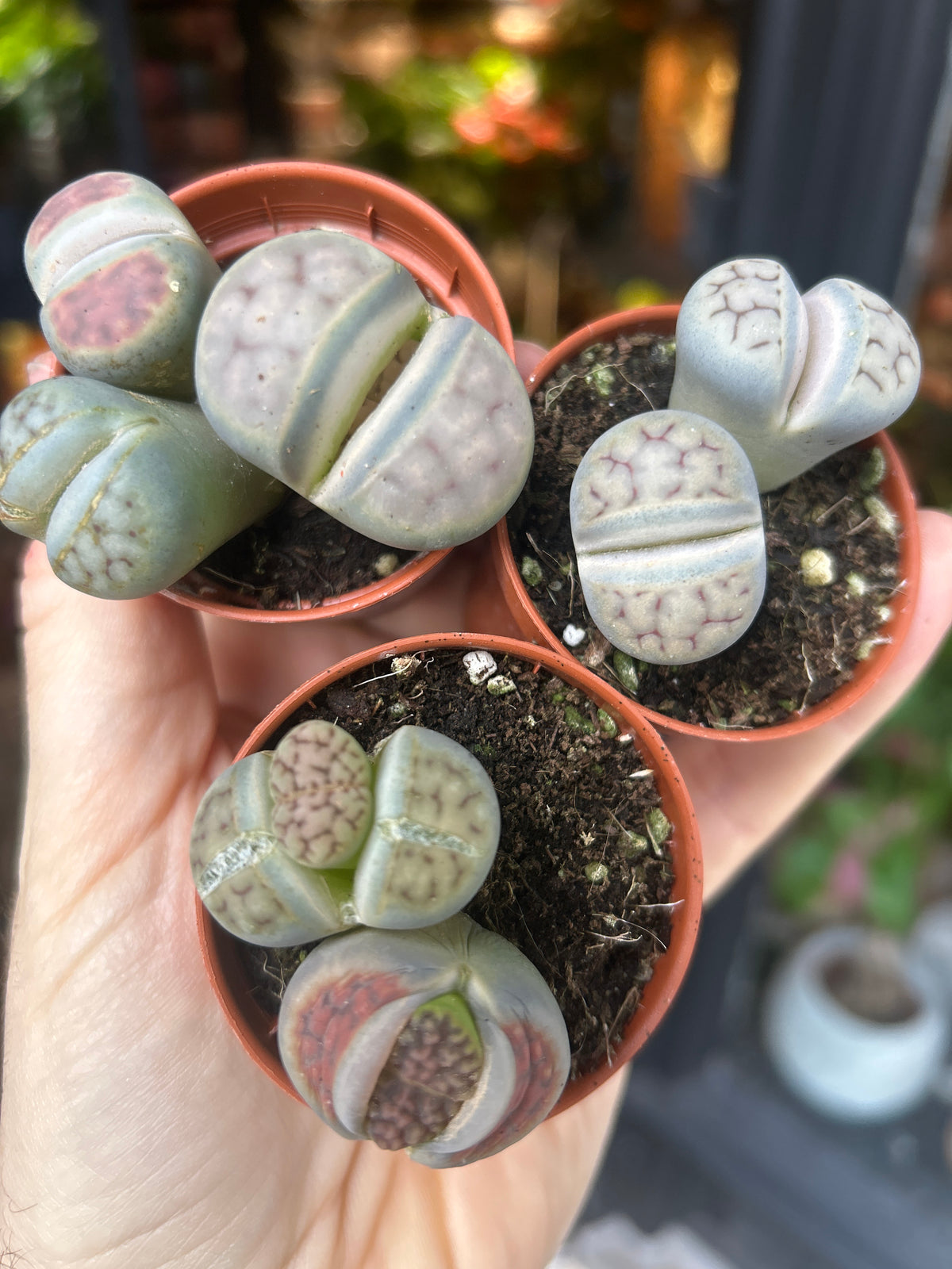 A Lithops plant in front of Urban Tropicana’s Plant Shop in Chiswick London