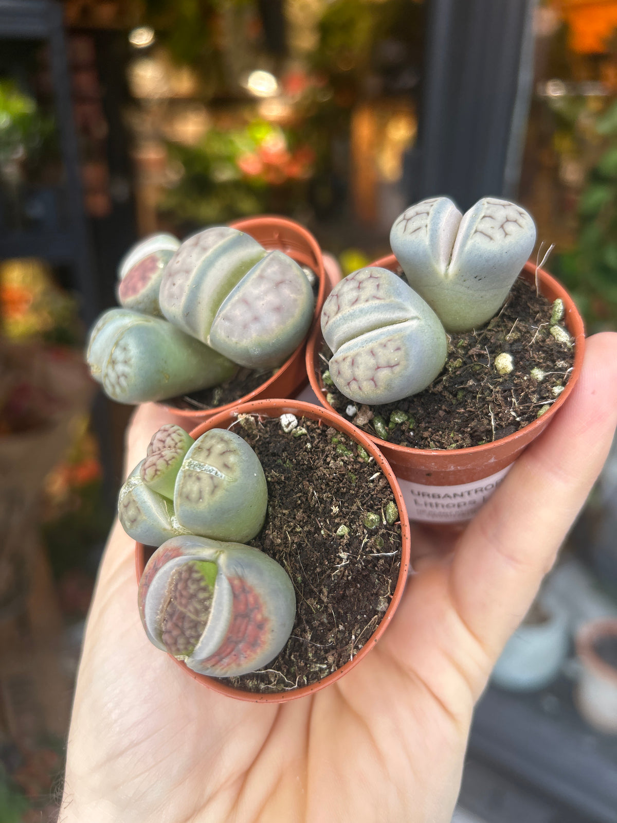 A Lithops plant in front of Urban Tropicana’s Plant Shop in Chiswick London