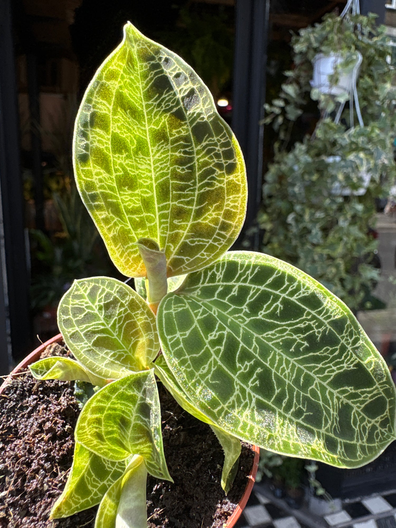 Close up of Macodes Petola (Jewel Orchid) in front of Urban Tropicana’s Plant Shop in Chiswick London