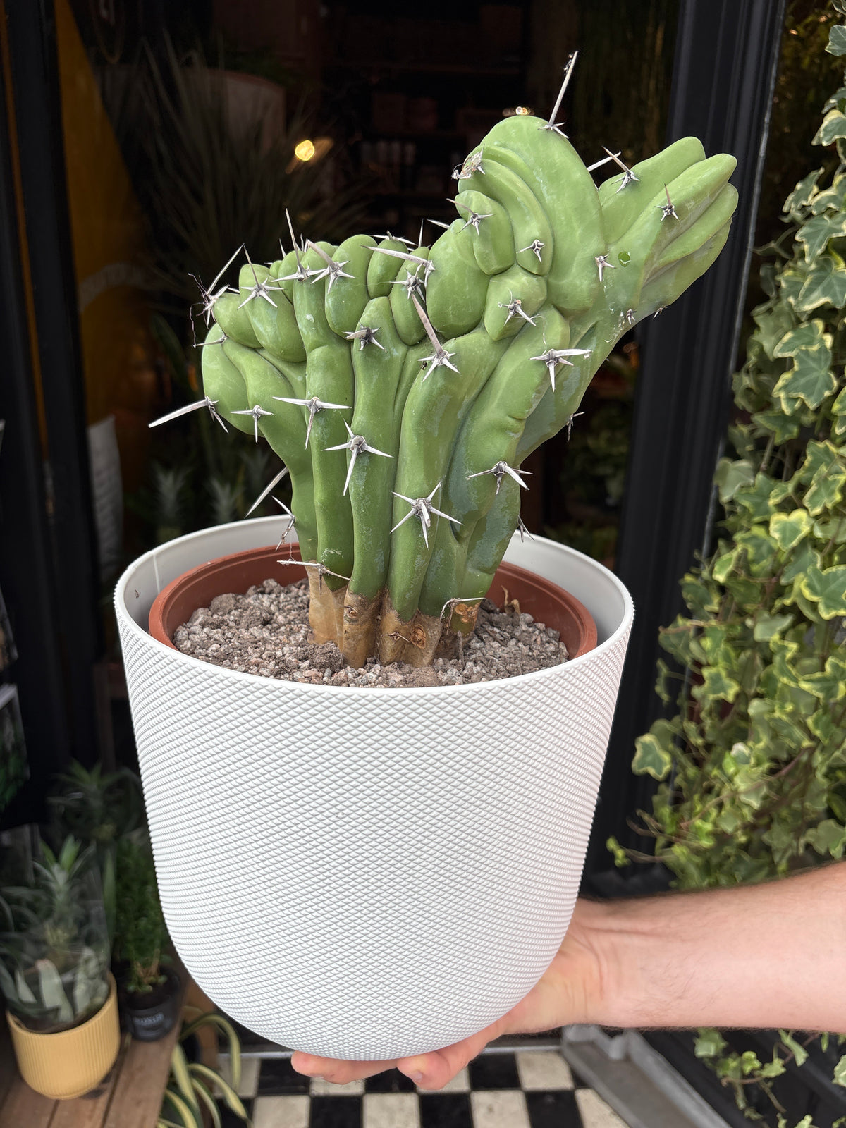 Myrtillocactus Geometrizans Cristata | 21cm pot