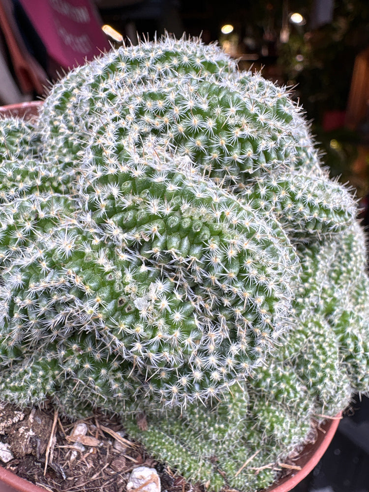 A Mammillaria Elongata Cristata plant in front of Urban Tropicana’s plant shop in Chiswick, London