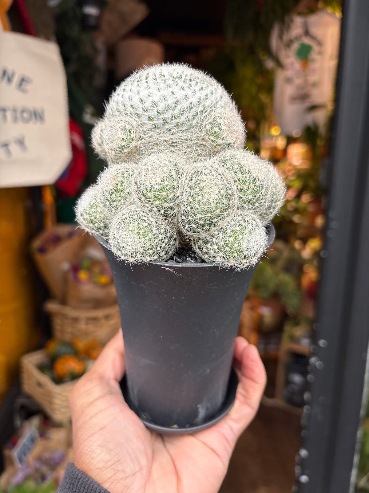 Mammillaria Lenta cactus in 10cm pot outside Urban Tropicana plant shop in Chiswick, London