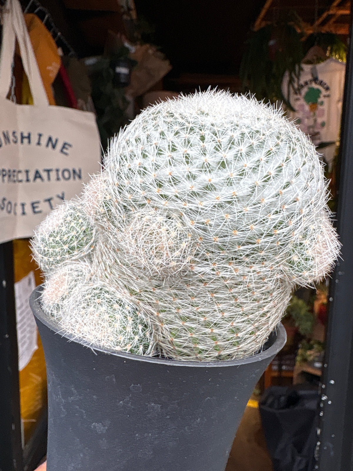 Mammillaria Lenta cactus in 10cm pot outside Urban Tropicana plant shop in Chiswick, London