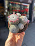 A Mammillaria Microthele Superfina plant also known as a Owl Eye Cactus in front of Urban Tropicana’s Plant Shop in Chiswick London