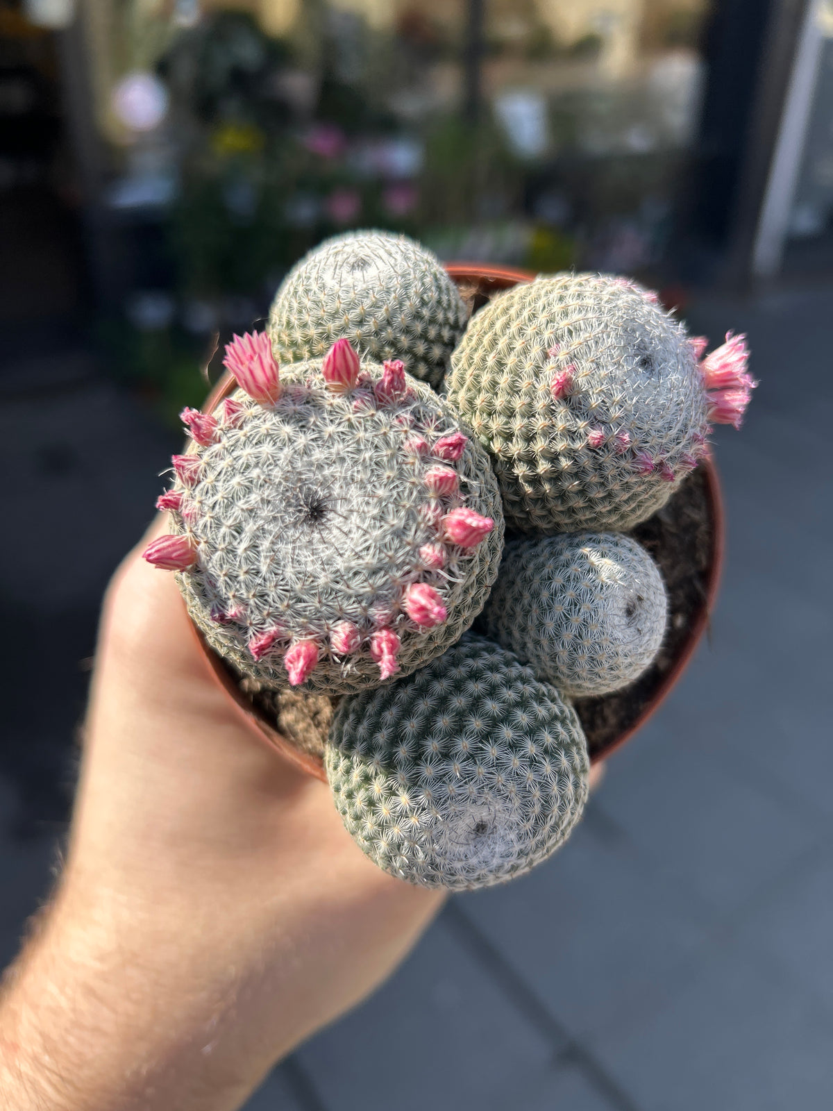 A Mammillaria Microthele Superfina plant also known as a Owl Eye Cactus in front of Urban Tropicana’s Plant Shop in Chiswick London