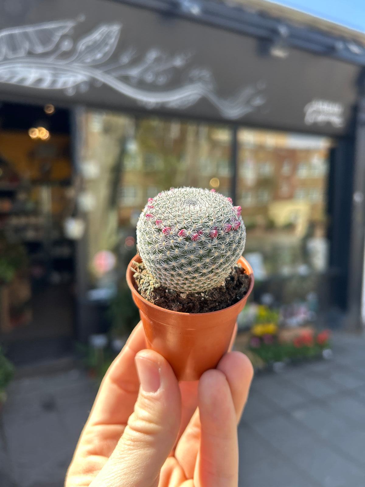 A Mammillaria Microthele Superfina plant in front of Urban Tropicana’s Plant Shop in Chiswick London