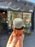 A Mammillaria Microthele Superfina plant in front of Urban Tropicana’s Plant Shop in Chiswick London