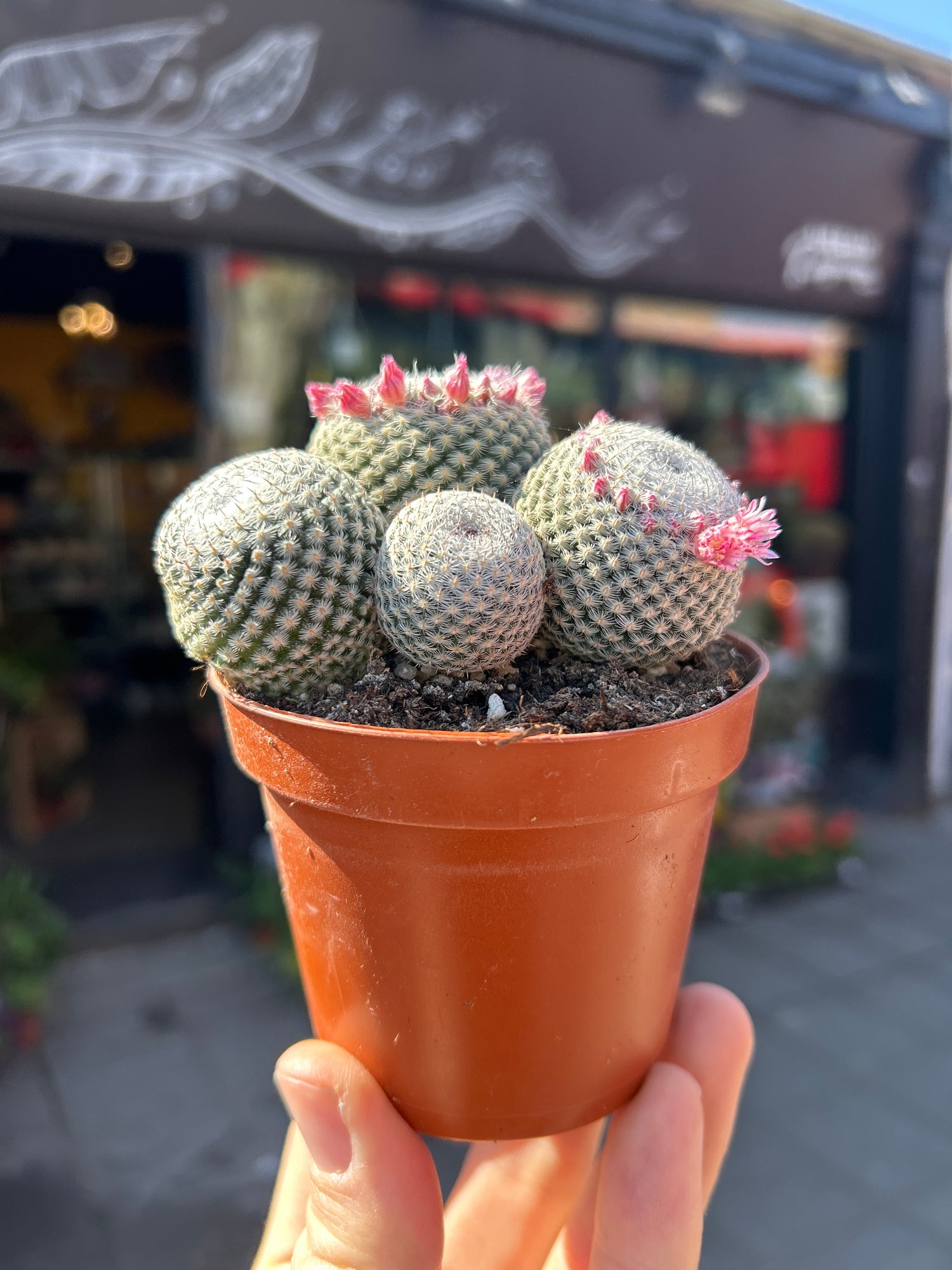 A Mammillaria Microthele Superfina plant also known as a Owl Eye Cactusin front of Urban Tropicana’s Plant Shop in Chiswick London