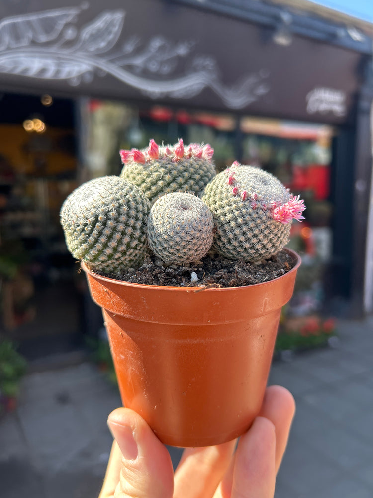 A Mammillaria Microthele Superfina plant also known as a Owl Eye Cactusin front of Urban Tropicana’s Plant Shop in Chiswick London