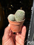 A Mammillaria Perbella plant in front of Urban Tropicana’s Plant Shop in Chiswick London