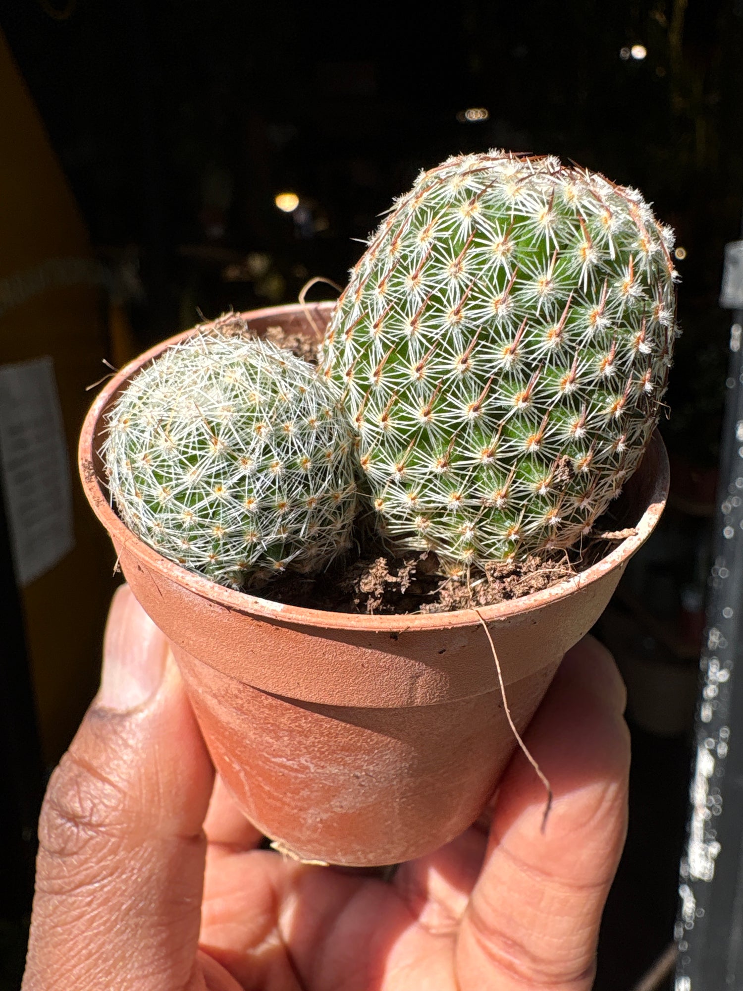 A Mammillaria Perbella  plant in front of Urban Tropicana’s Plant Shop in Chiswick London
