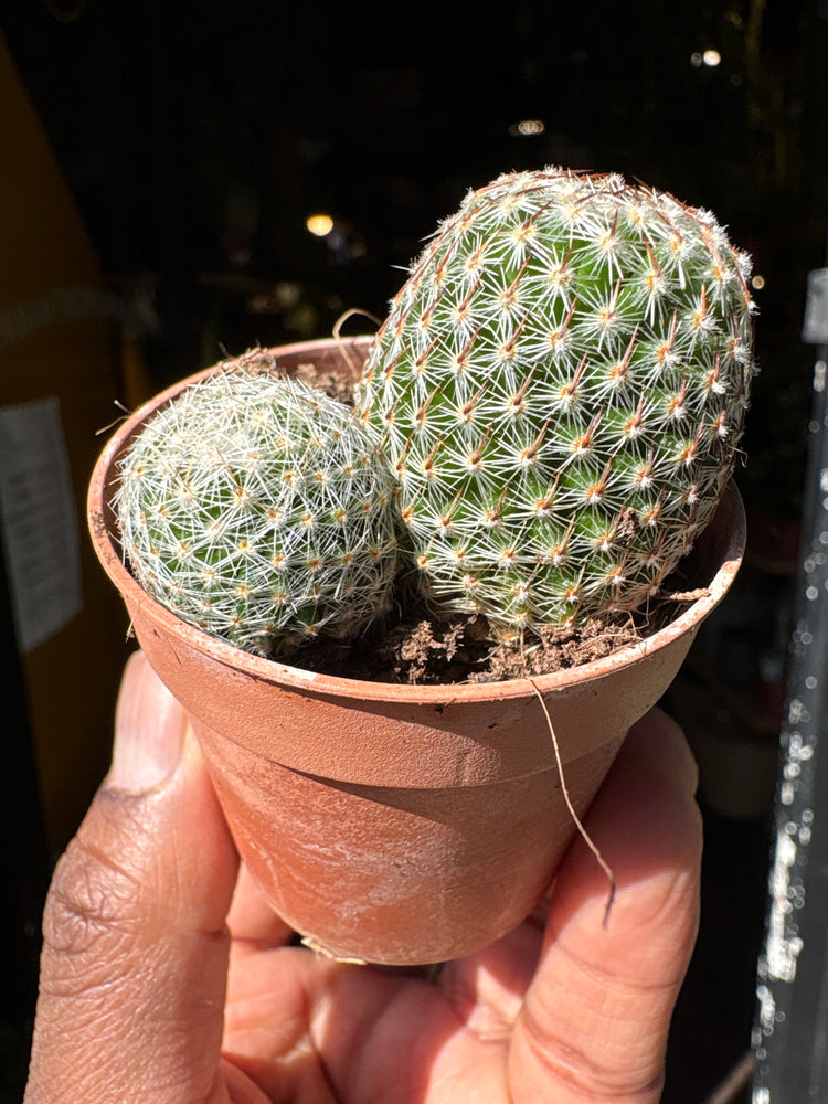 A Mammillaria Perbella plant in front of Urban Tropicana’s Plant Shop in Chiswick London