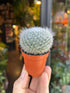 A Mammillaria hahniana plant in front of Urban Tropicana’s Plant Shop in Chiswick London