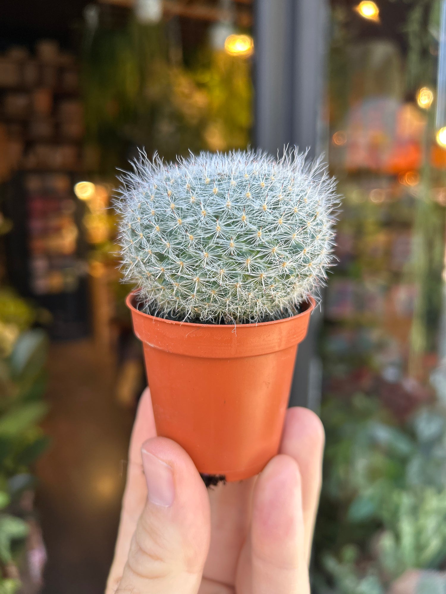 A Mammillaria hahniana plant in front of Urban Tropicana’s Plant Shop in Chiswick London