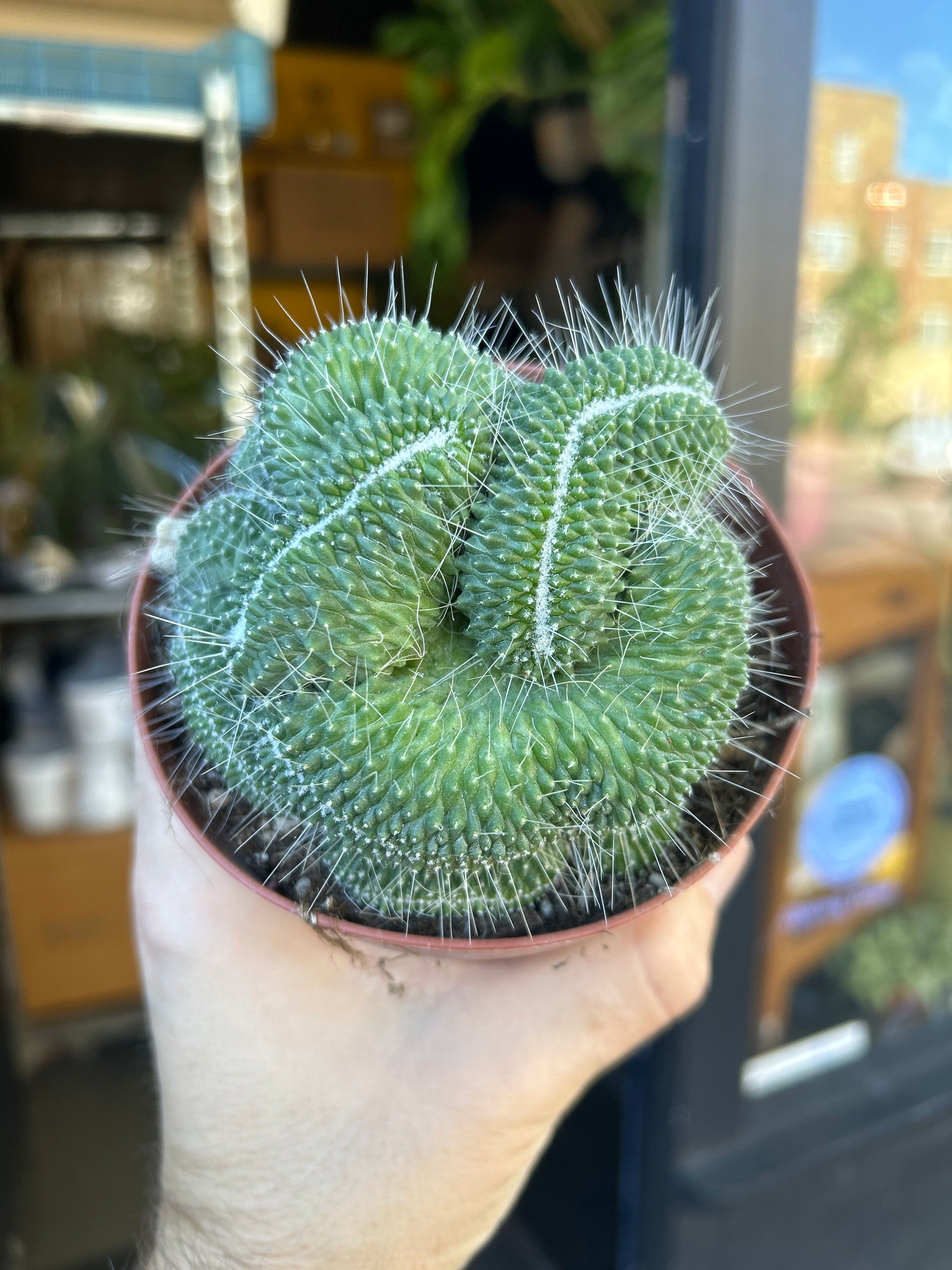 A Mammillaria spinosissima ‘Un Pico Cristata’ plant in front of Urban Tropicana’s Plant Shop in Chiswick London