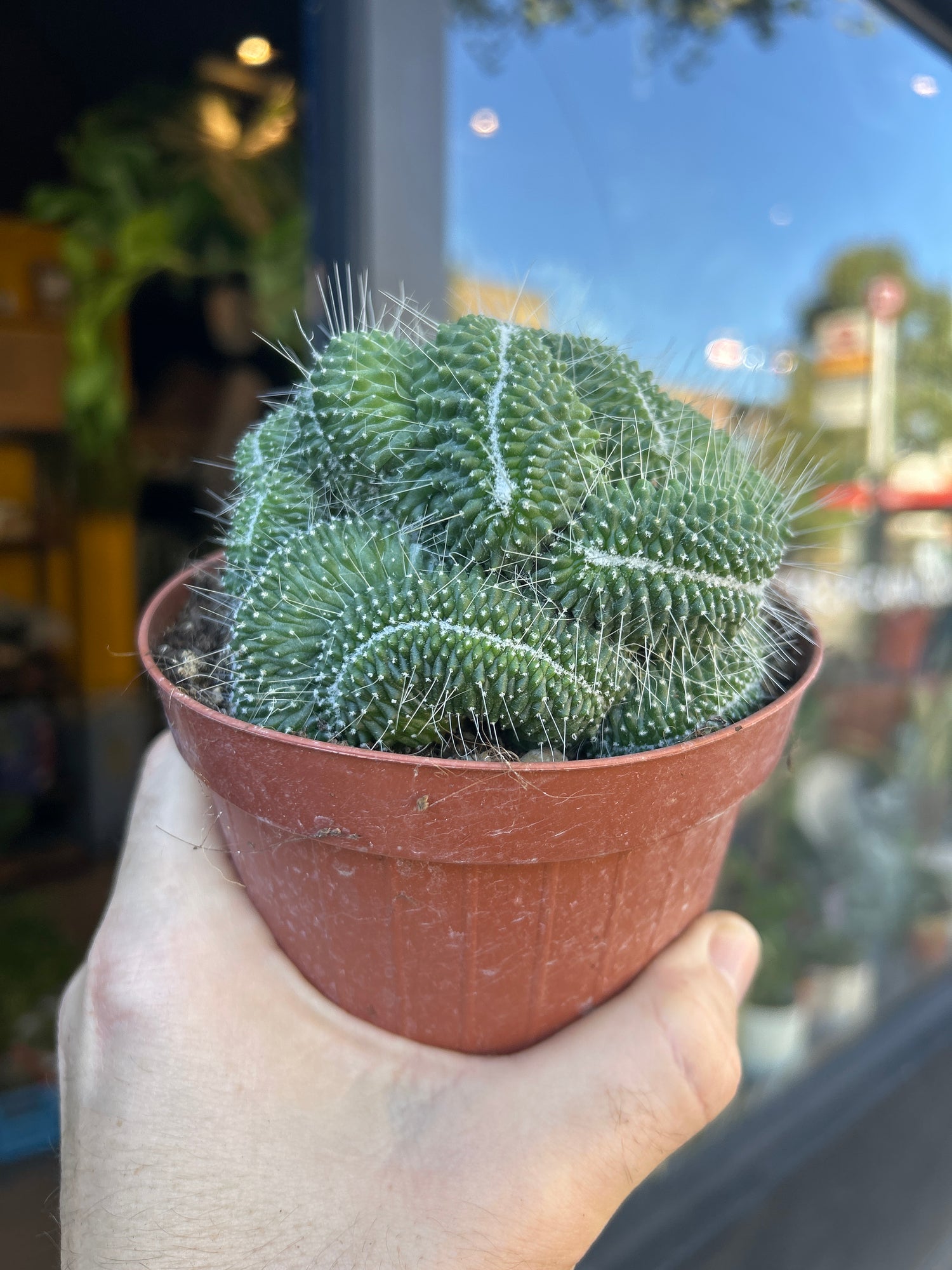 A Mammillaria spinosissima ‘Un Pico Cristata’ plant in front of Urban Tropicana’s Plant Shop in Chiswick London