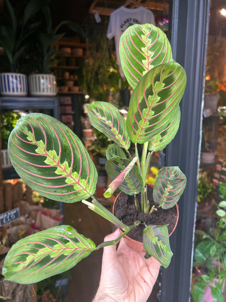 A Maranta Fascinator plant in front of Urban Tropicana’s Plant Shop in Chiswick London