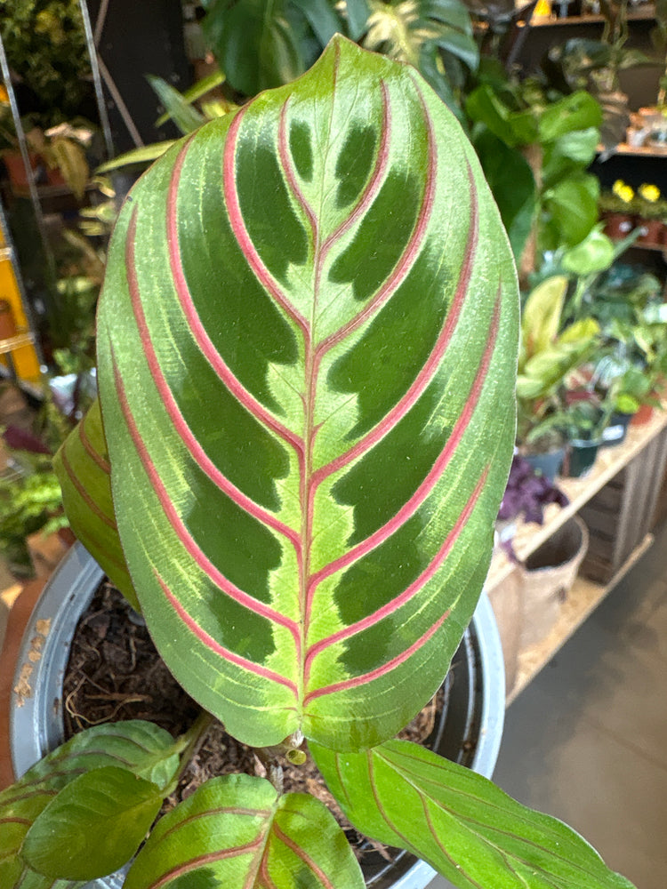A Maranta Fascinator plant in front of Urban Tropicana’s Plant Shop in Chiswick London