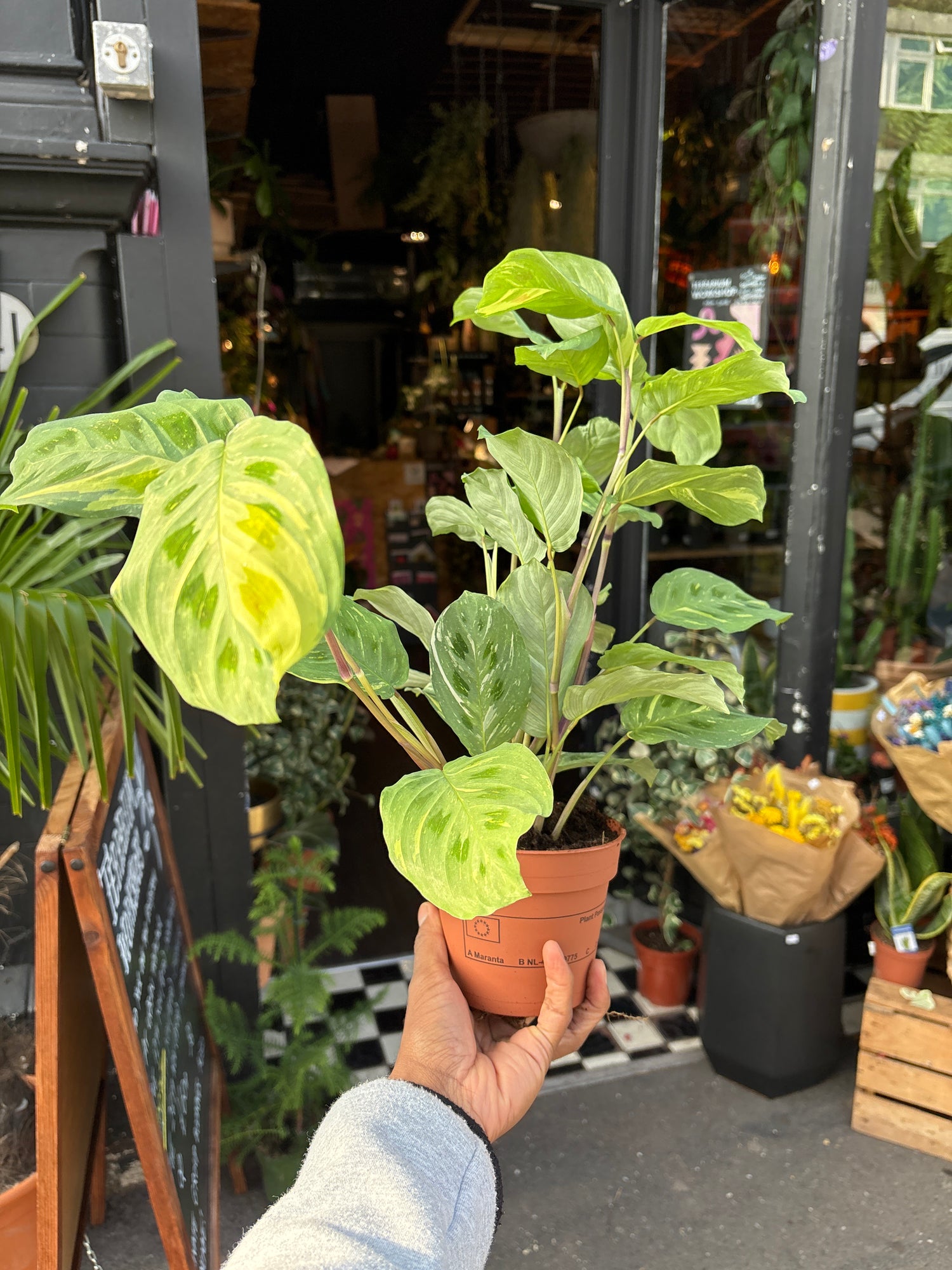 Maranta Fiesta also known as a Prayer plant in Urban Tropicana’s Plant shop in Chiswick London