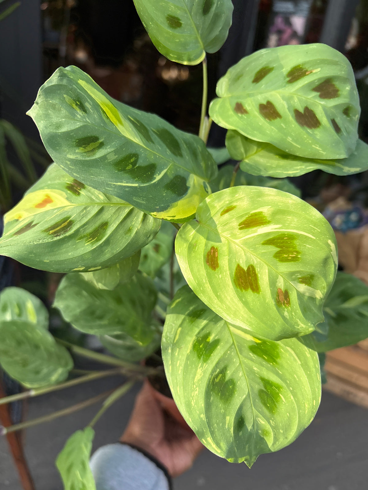 Maranta Fiesta also known as a Prayer plant in Urban Tropicana’s Plant shop in Chiswick London
