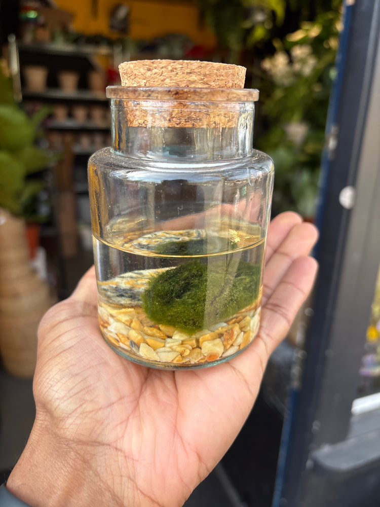A Marimo  plant in a glass jar in front of Urban Tropicana&