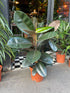 A Ficus Abidjan plant also known as the Rubber plant in front of Urban Tropicana’s plant shop in Chiswick, London