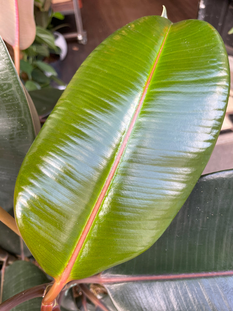 A Ficus Abidjan plant also known as the Rubber plant in front of Urban Tropicana’s plant shop in Chiswick, London
