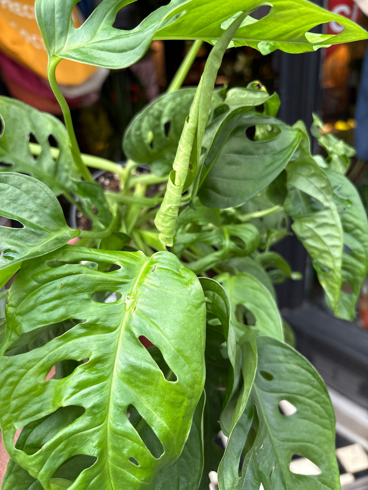 Monstera Adansonii, also known as Swiss Cheese Plant, in front of Urban Tropicana’s store in Chiswick, London