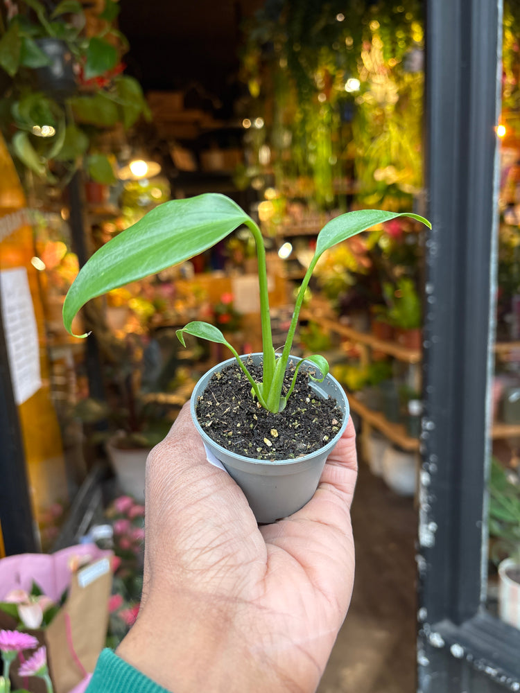 A Monstera Burle Marx Flame plant in front of Urban Tropicana’s Plant Shop in Chiswick London