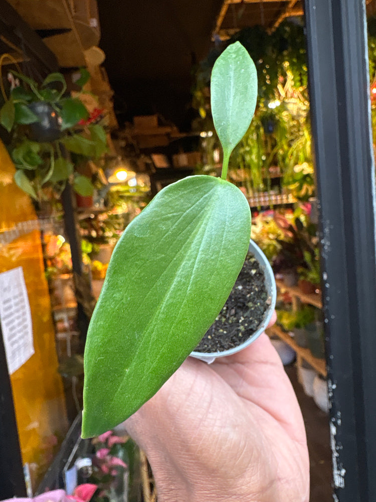 A Monstera Burle Marx Flame plant in front of Urban Tropicana’s Plant Shop in Chiswick London