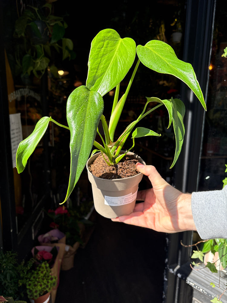 A Monstera Burle Marx Flame plant in front of Urban Tropicana’s Plant Shop in Chiswick London
