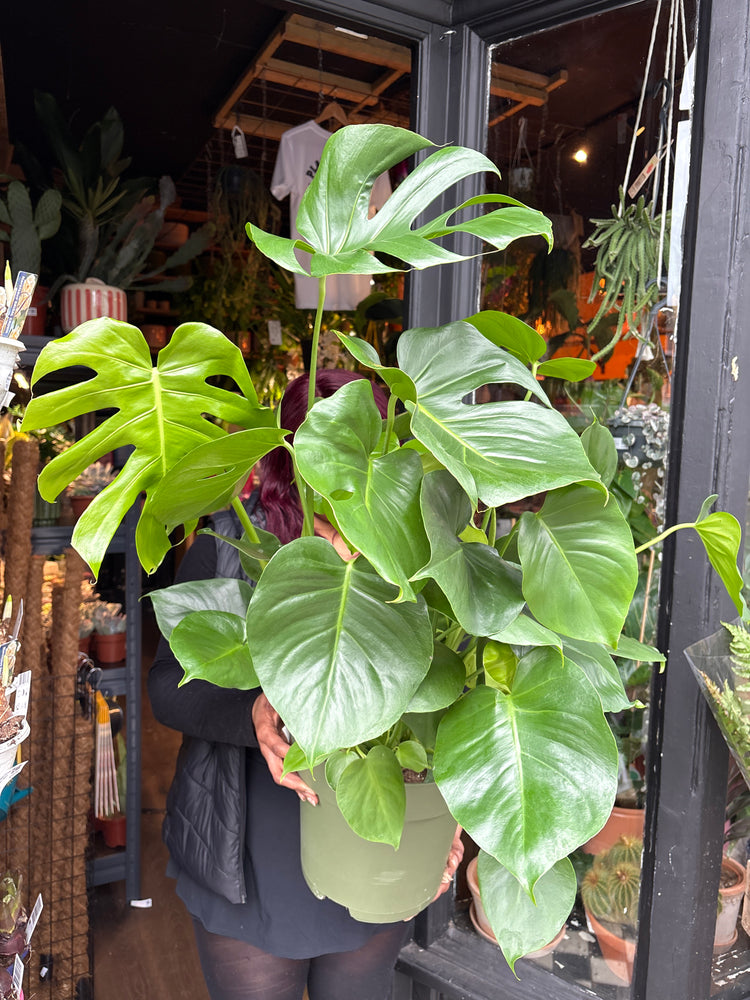 A Monstera Deliciosa plant in front of Urban Tropicana’s Plant Shop in Chiswick London