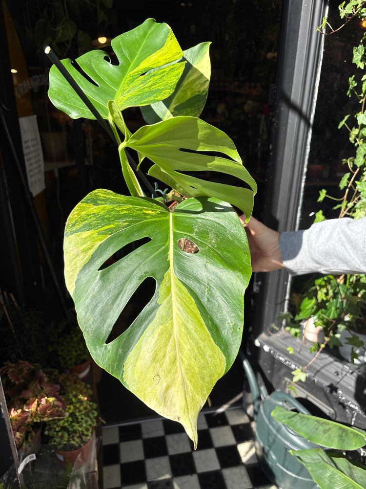 A Monstera Deliciosa Aurea Variegata plant in front of Urban Tropicana’s Plant Shop in Chiswick London