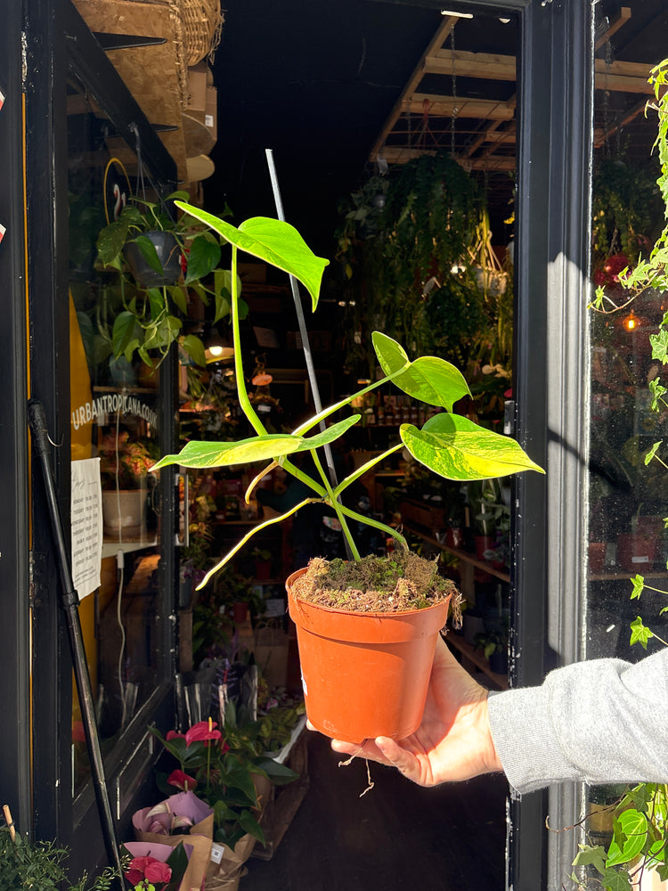 A Monstera Deliciosa Aurea Variegata plant in front of Urban Tropicana’s Plant Shop in Chiswick London