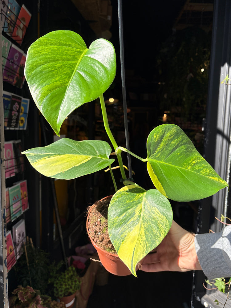 A Monstera Deliciosa Aurea Variegata plant in front of Urban Tropicana’s Plant Shop in Chiswick London