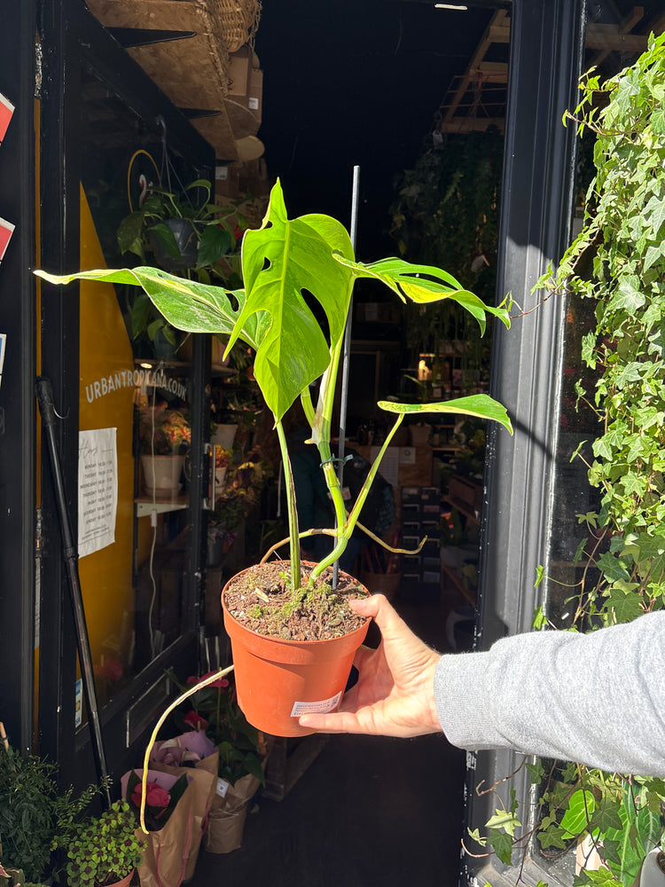 A Monstera Deliciosa Aurea Variegata plant in front of Urban Tropicana’s Plant Shop in Chiswick London