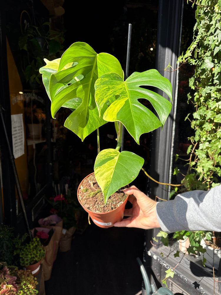 A Monstera Deliciosa Aurea Variegata plant in front of Urban Tropicana’s Plant Shop in Chiswick London