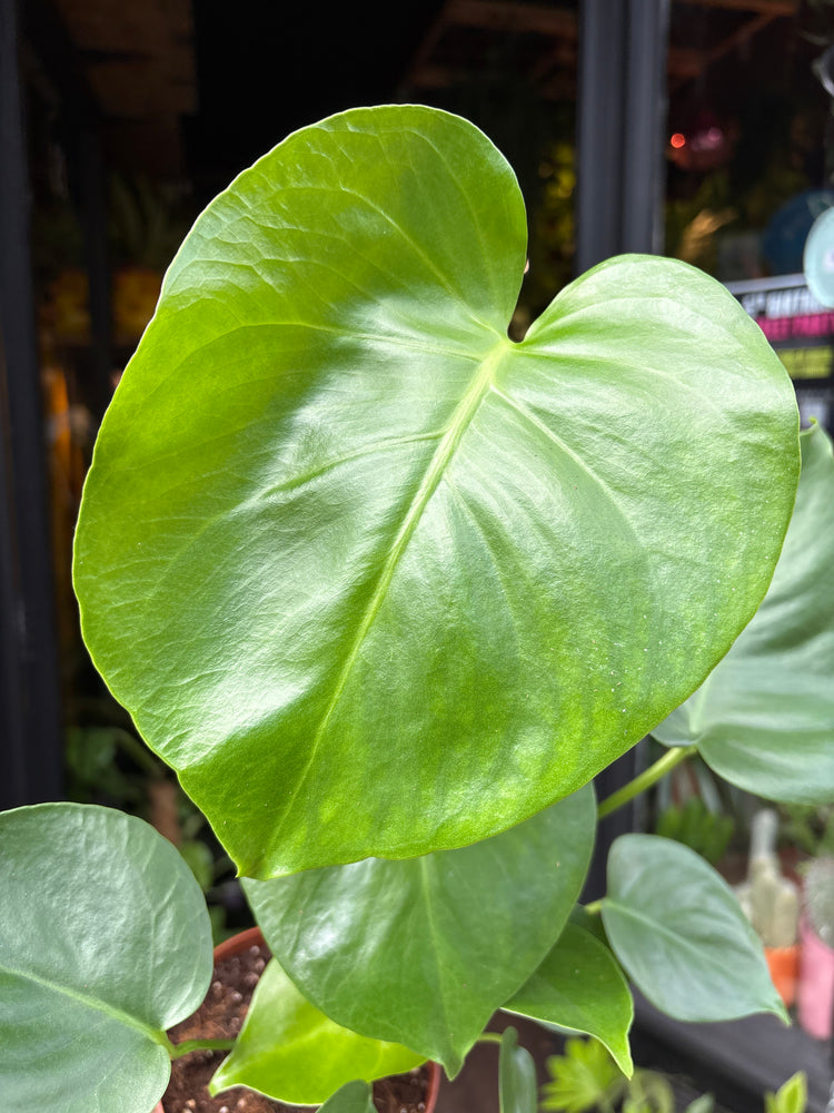 A Monstera Deliciosa Tauerii plant in front of Urban Tropicana’s Plant Shop in Chiswick London