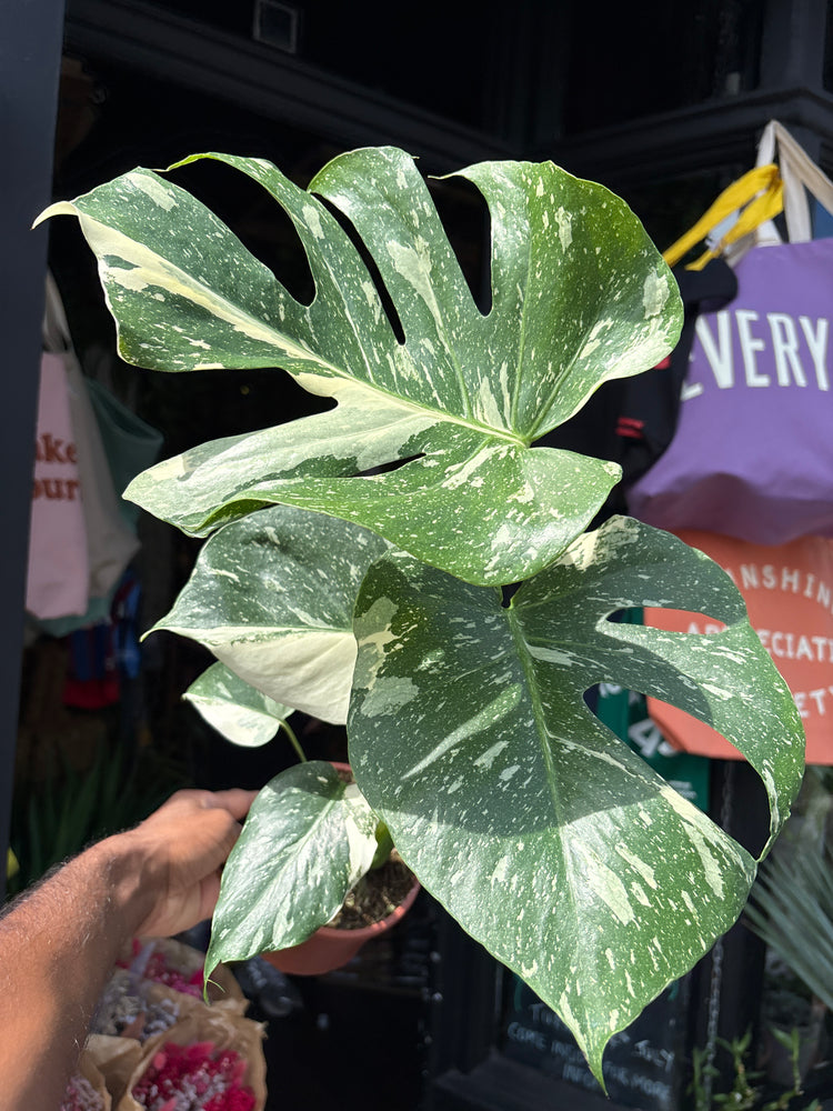 A Monstera Deliciosa ‘Thai Constellation’ plant in front of Urban Tropicana’s plant shop in Chiswick, London