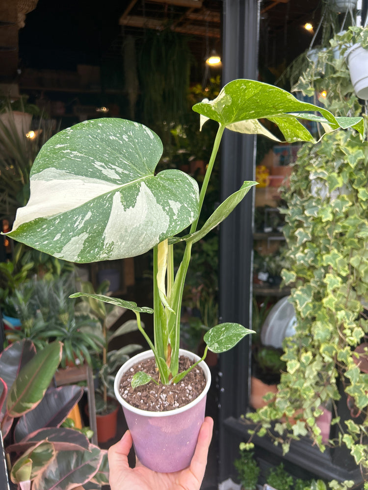 Monstera Deliciosa ‘Thai Constellation’ in front of Urban Tropicana’s Plant Shop in Chiswick London