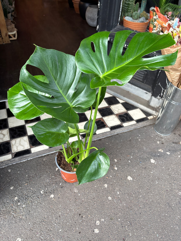A Monstera Deliciosa in front of Urban Tropicana’s Plant Shop in Chiswick London