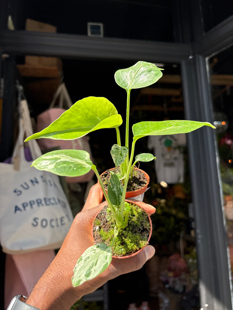 Monstera deliciosa ‘Bulbasaur’ houseplant outside Urban Tropicana plant shop in Chiswick, London
