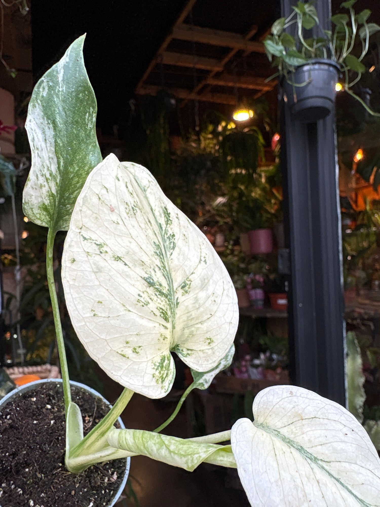 A Monstera deliciosa ‘Mint Variegata plant in front of Urban Tropicana’s Plant Shop in Chiswick London