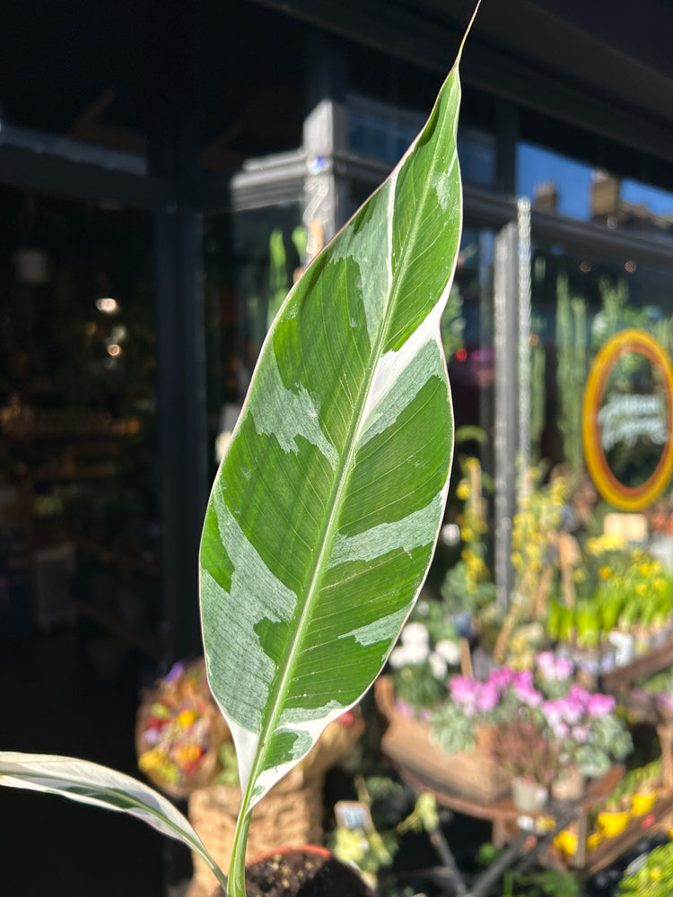 A Musa Florida Variegata plant in front of Urban Tropicana’s Plant Shop in Chiswick London