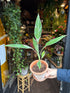 A Musa Florida Variegata plant in front of Urban Tropicana’s Plant Shop in Chiswick London