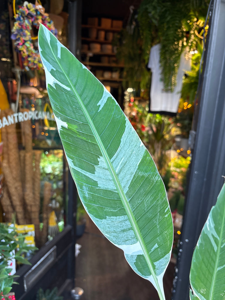 A Musa Florida Variegata plant in front of Urban Tropicana’s Plant Shop in Chiswick London