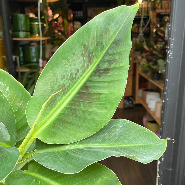 A Musa Tropicana plant also known as a Super Dwarf Cavendish Banana in front of Urban Tropicana&