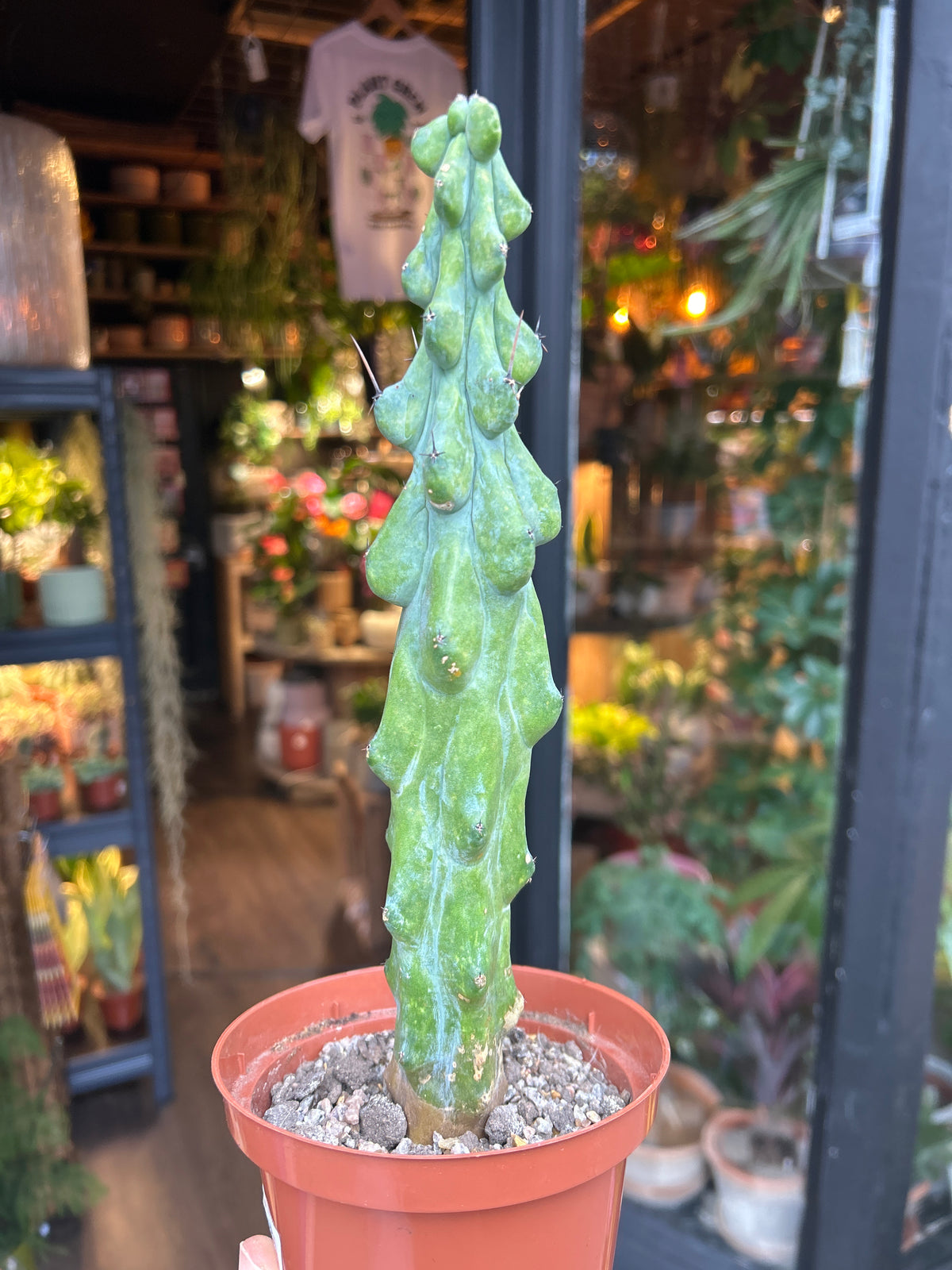 A Myrtillocactus Geometrizans plant in front of Urban Tropicana’s Plant Shop in Chiswick London