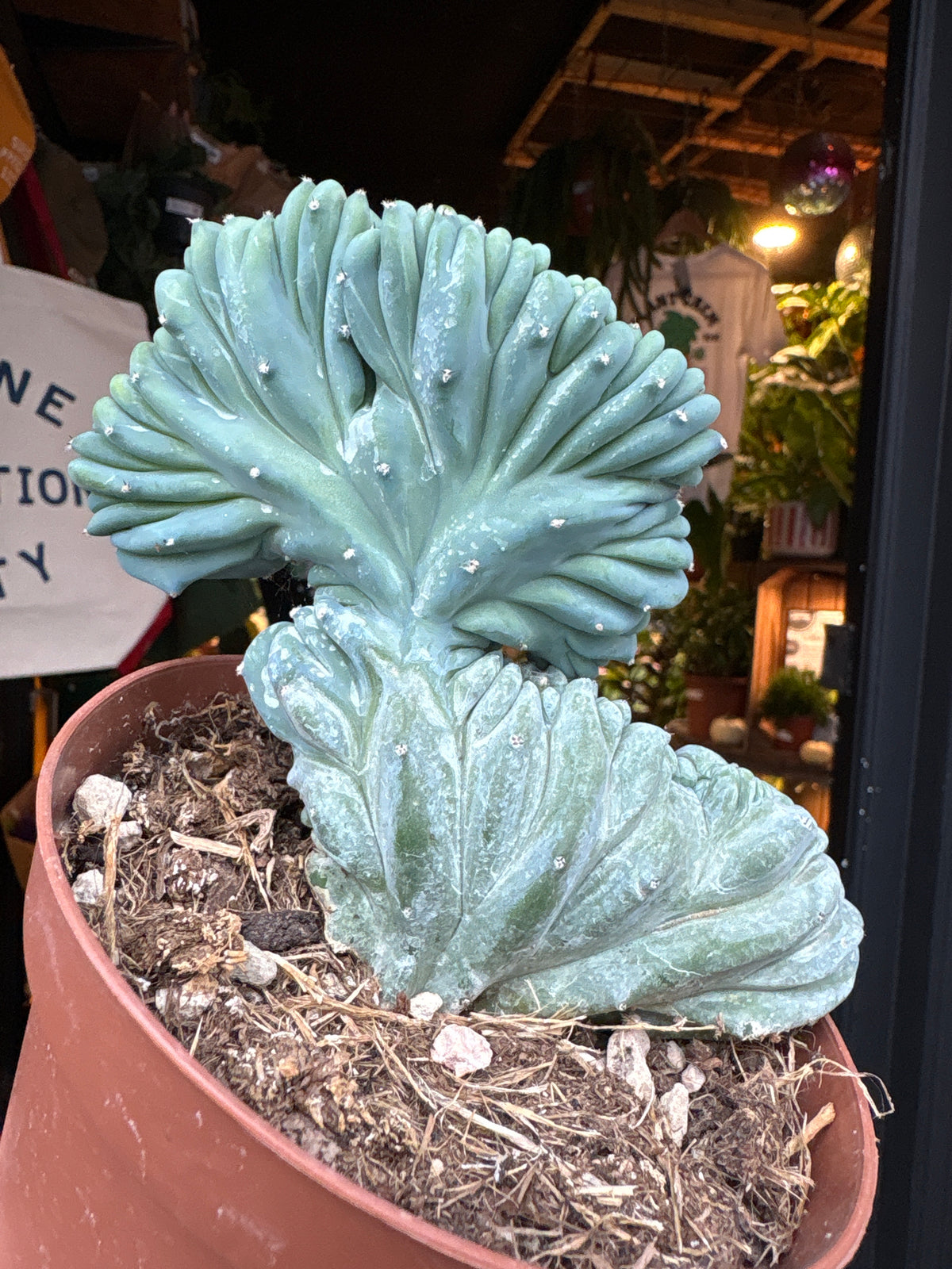 Myrtillocactus Geometrizans Cristata crested cactus in 12cm pot outside Urban Tropicana plant shop in Chiswick, London