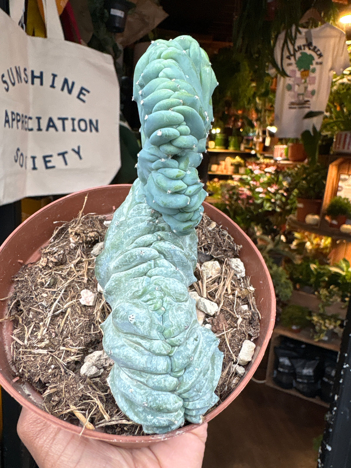 Myrtillocactus Geometrizans Cristata crested cactus in 12cm pot outside Urban Tropicana plant shop in Chiswick, London